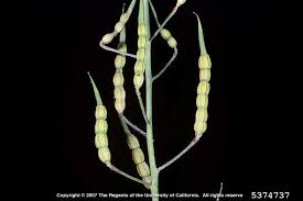 Attēlu rezultāti vaicājumam “Raphanus raphanistrum fruit”