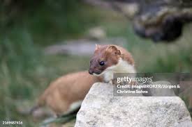 Attēlu rezultāti vaicājumam “Mustela erminea adult”