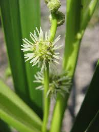 Attēlu rezultāti vaicājumam “Sparganium erectum aggr.”