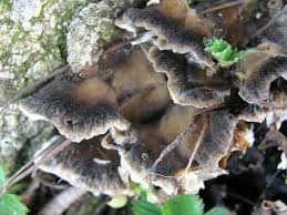 Attēlu rezultāti vaicājumam “Bjerkandera adusta”