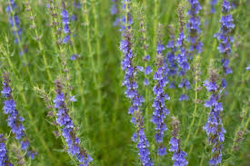 Image result for Hyssopus officinalis