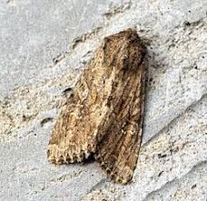 Attēlu rezultāti vaicājumam “Hadula trifolii larva”