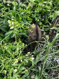 Attēlu rezultāti vaicājumam “Sicista betulina”