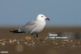 Image result for Larus audouinii