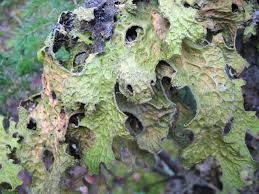 Attēlu rezultāti vaicājumam “Lobaria pulmonaria”