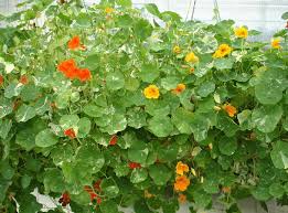 Attēlu rezultāti vaicājumam “Tropaeolum majus leaf”