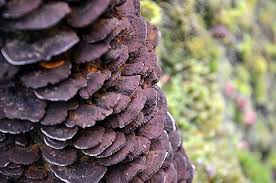 Attēlu rezultāti vaicājumam “Inonotus leporinus”