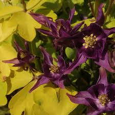 Attēlu rezultāti vaicājumam “Aquilegia vulgaris flower”