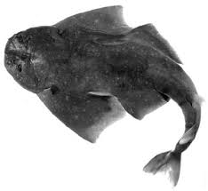 Image result for Squatina dumeril