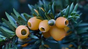 Attēlu rezultāti vaicājumam “Taxus baccata”