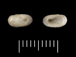 Attēlu rezultāti vaicājumam “Ancylus fluviatilis”