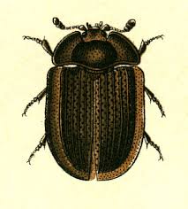 Attēlu rezultāti vaicājumam “Ostoma ferruginea”