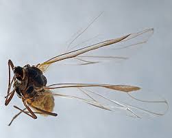 Attēlu rezultāti vaicājumam “Thecabius affinis”