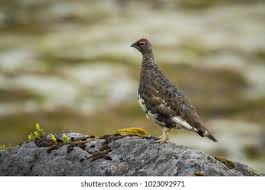 Image result for Lagopus muta