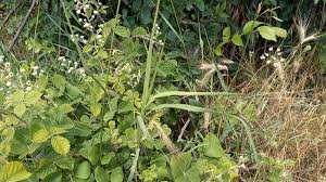 Attēlu rezultāti vaicājumam “Bromopsis inermis leaf”