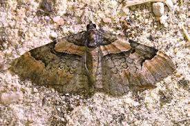 Attēlu rezultāti vaicājumam “Catarhoe rubidata”