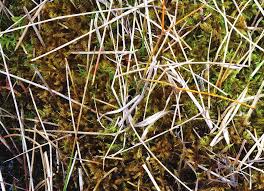 Attēlu rezultāti vaicājumam “Tomentypnum nitens”