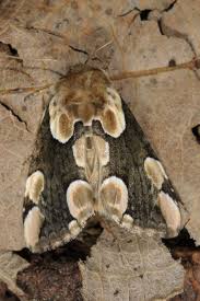 Attēlu rezultāti vaicājumam “Thyatira batis imago”