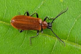 Attēlu rezultāti vaicājumam “Schizotus pectinicornis”