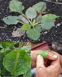Attēlu rezultāti vaicājumam “Plantago major leaf”