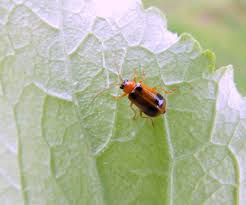 Attēlu rezultāti vaicājumam “Phyllobrotica quadrimaculata”