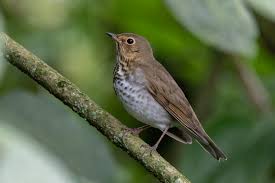 Image result for Catharus ustulatus