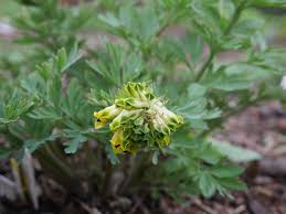 Attēlu rezultāti vaicājumam “Corydalis intermedia flower”