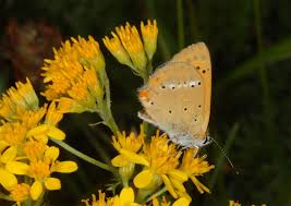 Attēlu rezultāti vaicājumam “Lycaena virgaureae”