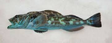 Image result for Ophiodon elongatus