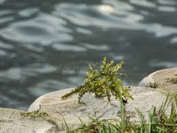 Attēlu rezultāti vaicājumam “Najas marina”