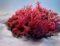 Attēlu rezultāti vaicājumam “Rhodophyta”