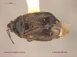 Attēlu rezultāti vaicājumam “Deraeocoris ruber imago”