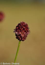 Attēlu rezultāti vaicājumam “Sanguisorba officinalis bud”