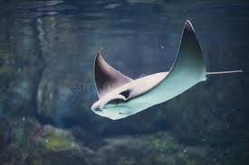 Image result for Aetomylaeus bovinus