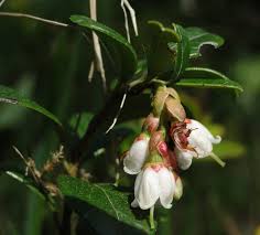 Attēlu rezultāti vaicājumam “Vaccinium vitis-idaea bud”
