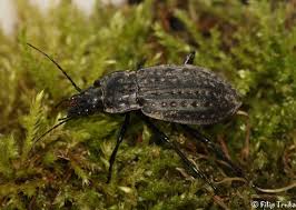 Attēlu rezultāti vaicājumam “Carabus clathratus”
