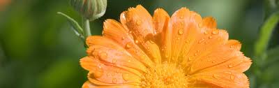 Attēlu rezultāti vaicājumam “Calendula officinalis”