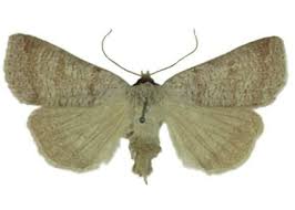 Attēlu rezultāti vaicājumam “Lygephila viciae”