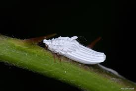 Attēlu rezultāti vaicājumam “Orthezia urticae”