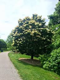 Attēlu rezultāti vaicājumam “Syringa reticulata subsp. amurensis”