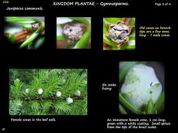 Attēlu rezultāti vaicājumam “Juniperus communis female flower”