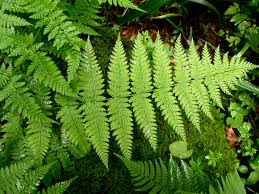 Attēlu rezultāti vaicājumam “Dryopteris carthusiana”