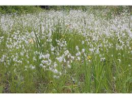 Attēlu rezultāti vaicājumam “Trichophorum alpinum”