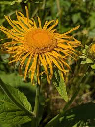 Image result for Telekia speciosa