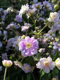 Attēlu rezultāti vaicājumam “Geranium pratense flower”