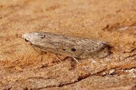 Attēlu rezultāti vaicājumam “Aphomia sociella female”