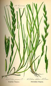 Attēlu rezultāti vaicājumam “Lolium perenne”