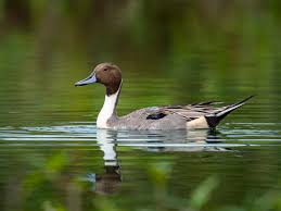 Attēlu rezultāti vaicājumam “Anas acuta male”