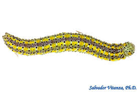 Attēlu rezultāti vaicājumam “Pieridae”