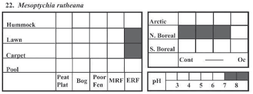Attēlu rezultāti vaicājumam “Leiocolea rutheana cells”